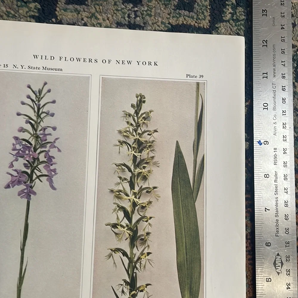 🖤5/$25 Botanical orchid Plant Print Original 100 years old Vintage Home Decor